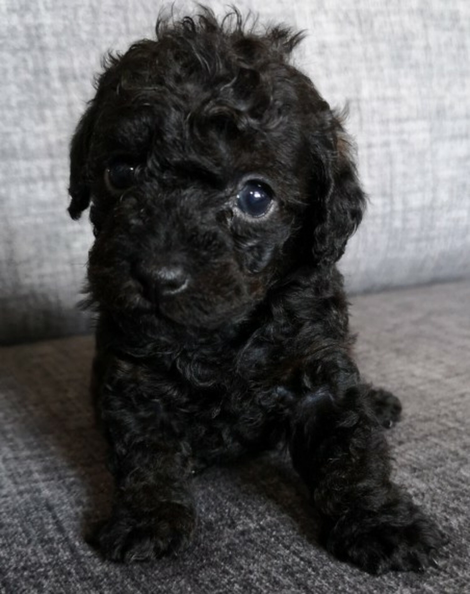 Toy Poodle Puppies For Sale