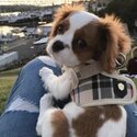 Bright Cavalier King Charles spaniel  Dog for sale-1