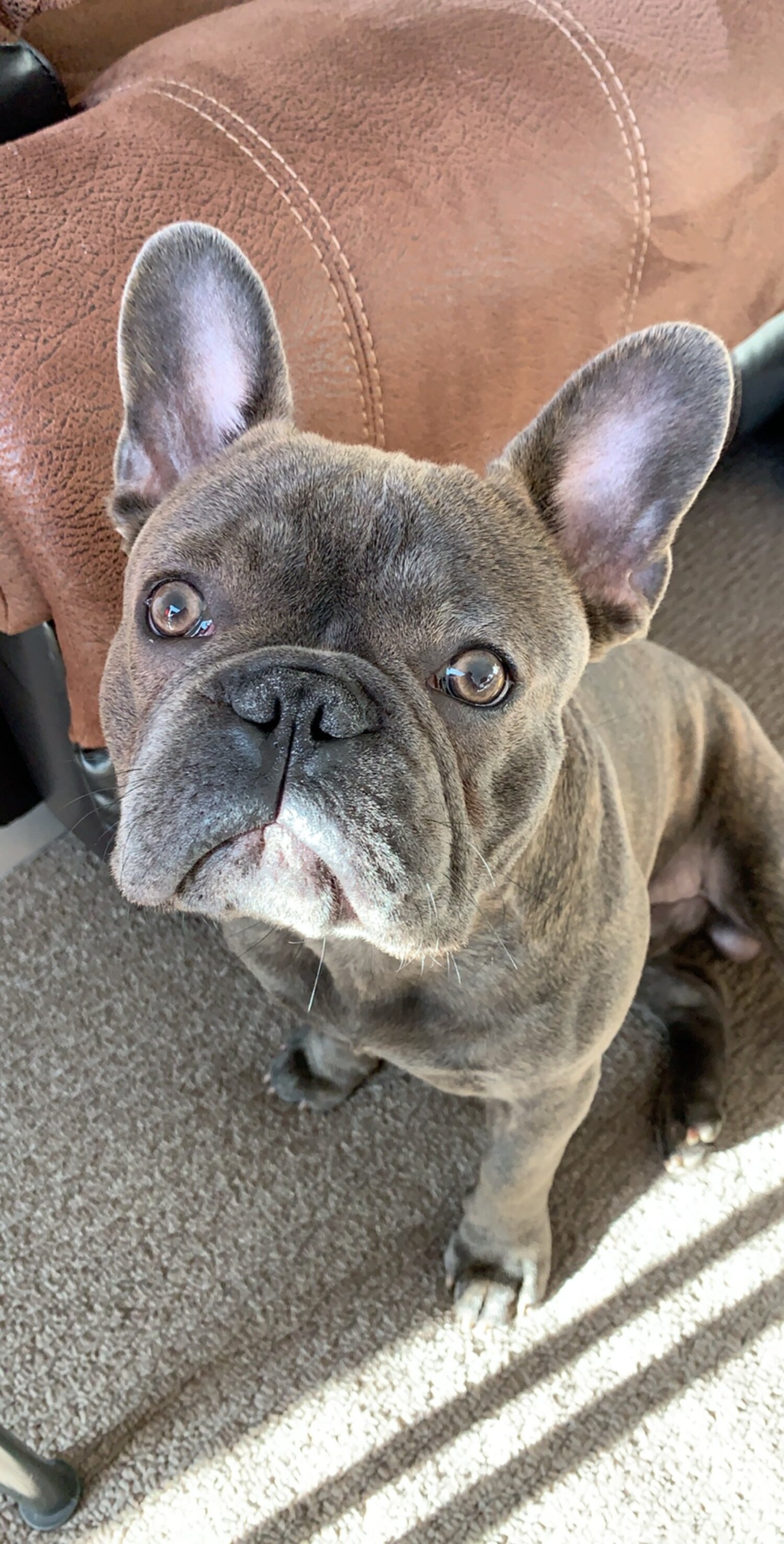 35+ French Bulldog For Sale $1000 Image - Bleumoonproductions