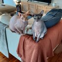 Sphynx bonded pair for adoption -1