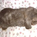 Brown bunny mini lop with indoor hutch set. Call or SMS . Can't receive online messages-1