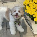  Shihpoo Dogs and puppies  male and female for sale-1