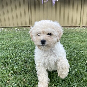 Cavoodle Puppy for sale