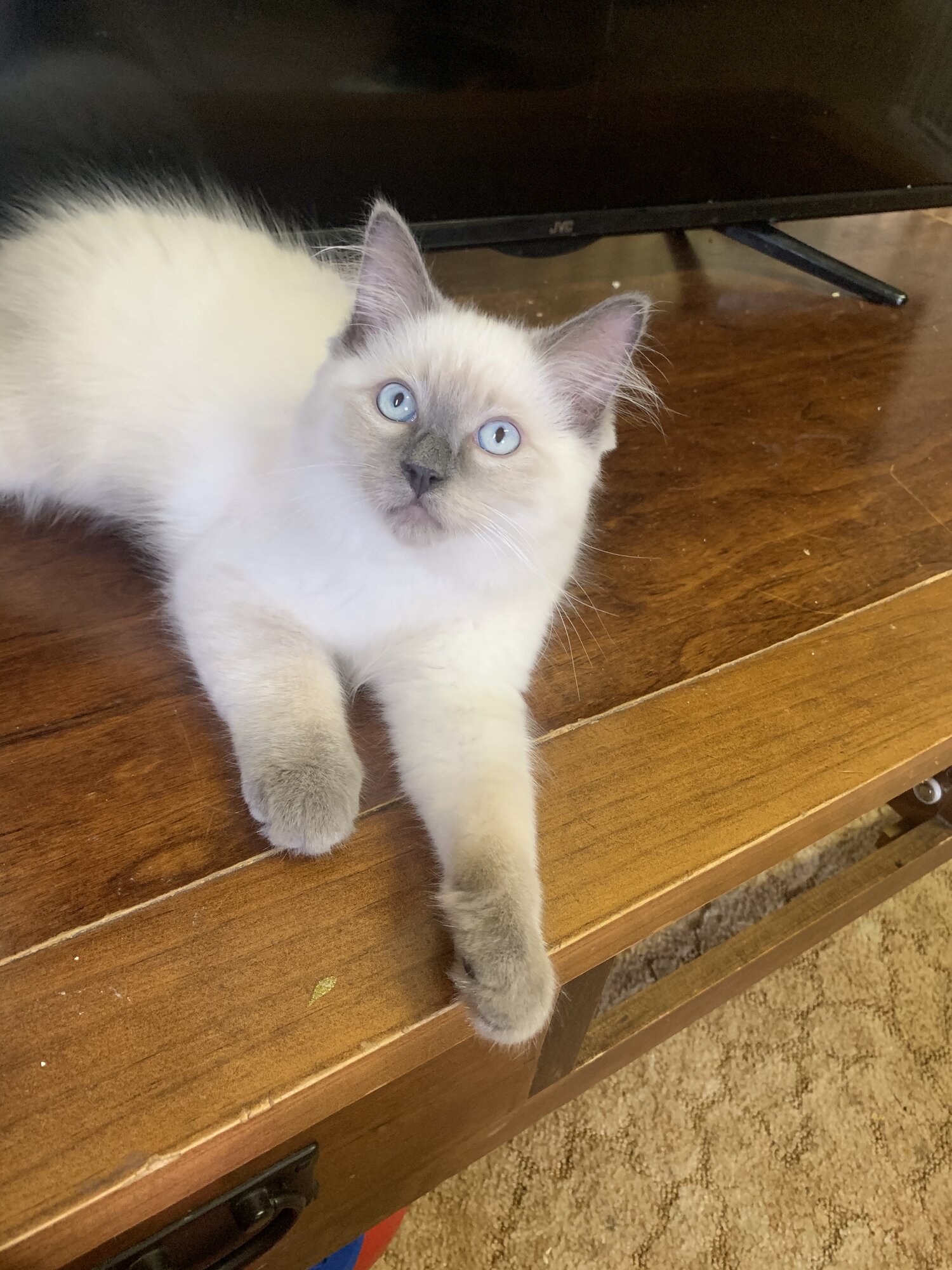 male-ragdoll-kitten