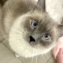 I am selling my 2 year old Ragdoll (Blue) Male.-5