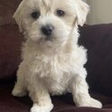 Shihpoo  male and female Dogs and Puppies   for Adoption -2