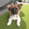 Puppy For Sale-3