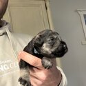 Purebred Miniature schnauzers puppies for sale-2