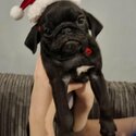 JuIy 2023 pugs puppies available -2