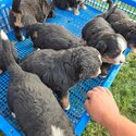 Reputable healthy Bernese Mountain puppies available Reputable healthy Bernese -2