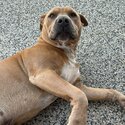 Amstaff for adoption