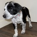 7 week old border collie x Australian cattle dog -2