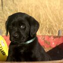 Purebred Labrador Pups - ALL SOLD-2