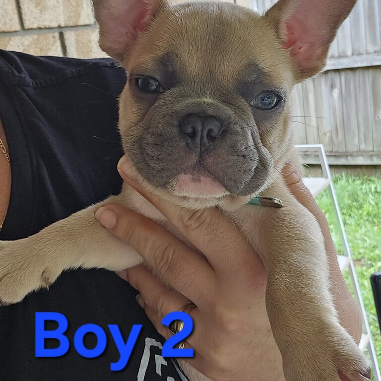 French bulldog Pups 