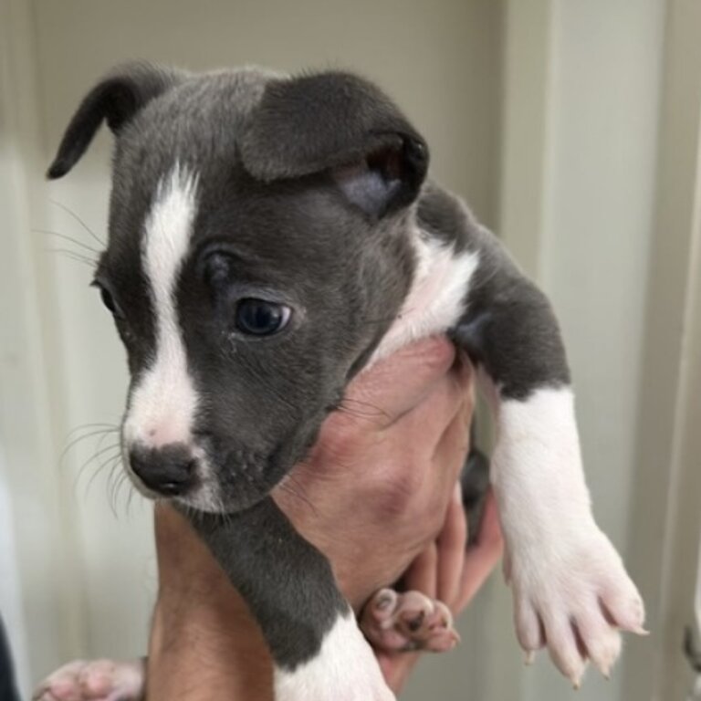 Blue Nose Pitbull