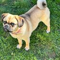 Fawn pug-1