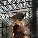 Female zebra finch-2