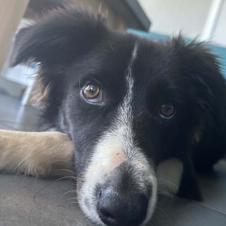 Border Collie (Toby)