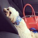 Loving Cavoodle rehome -5