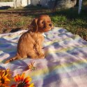 Purebred Cavalier King Charles -5