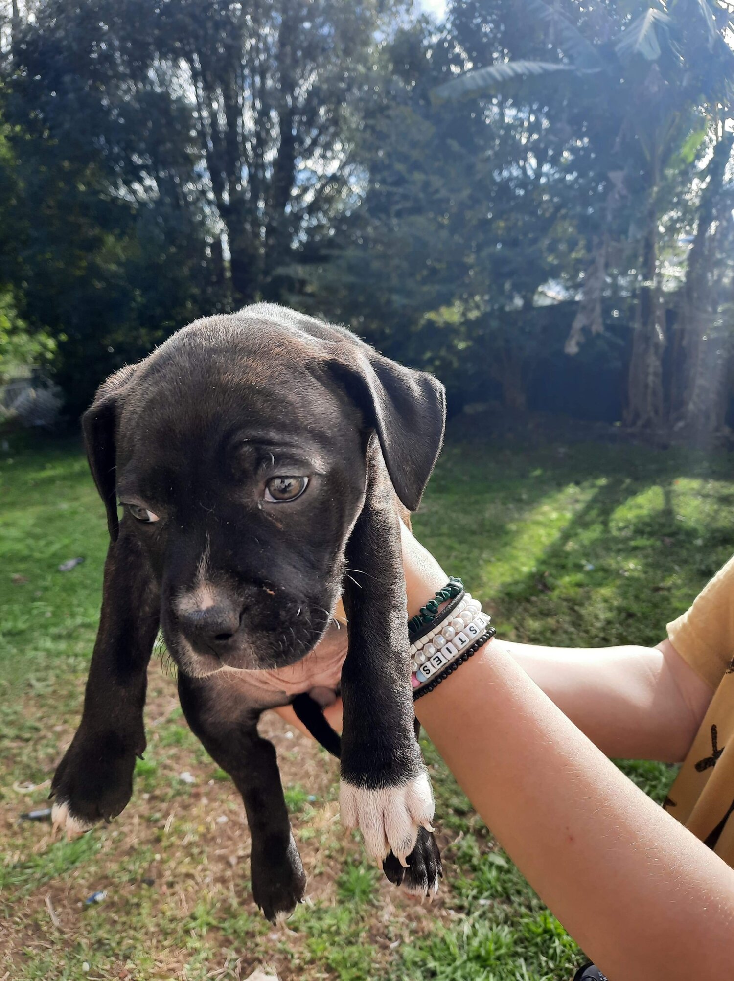 American staffy x mastiff