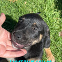 Kelpie cross puppies-2