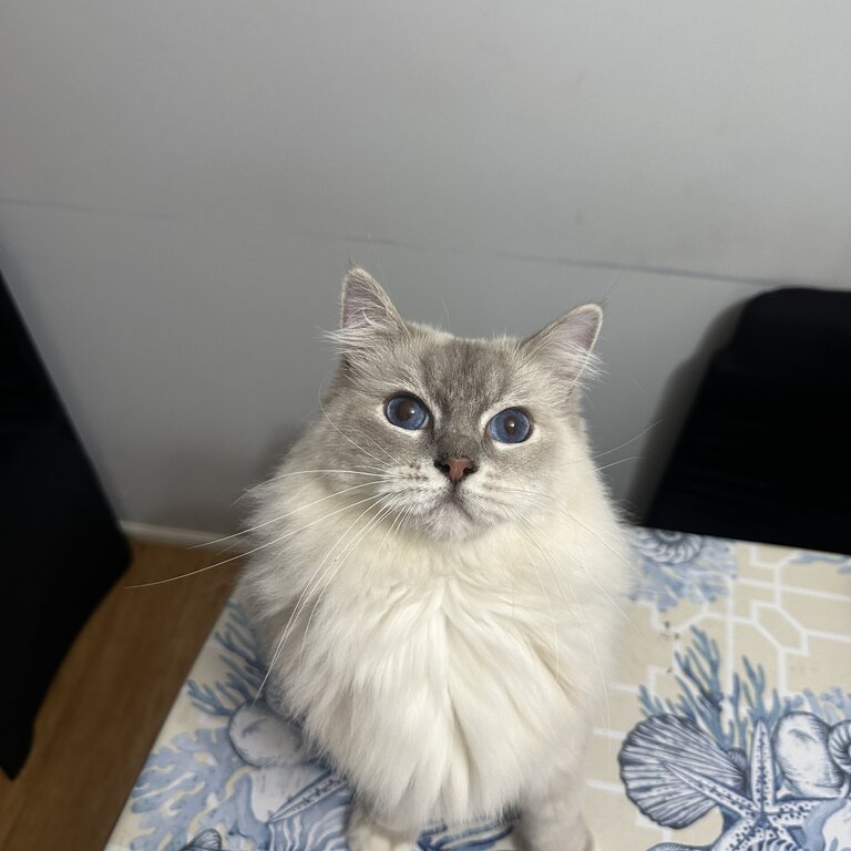 Sweet ragdoll Rosie