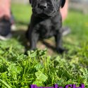 Labrador Puppies-4