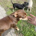 Purebred beautiful tiny chihuahua -3