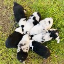 Border Collie Puppies-3