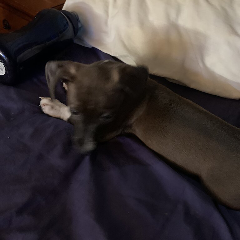 Staffy pup for sale 