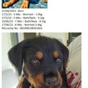 Puppies for sale. Rottweiler X Wolfhound-4