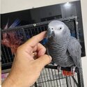 6 year old male talking African grey parrot-0