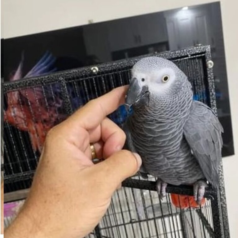 6 year old male talking African grey parrot