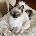 Adorable Birman Kitten-0