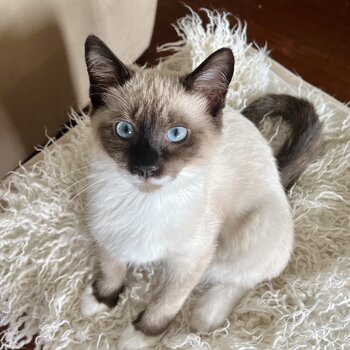 Adorable Birman Kitten