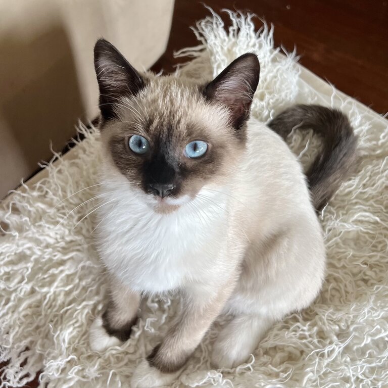 Adorable Birman Kitten