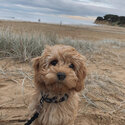 Cute princess Cavoodle for adoption -4