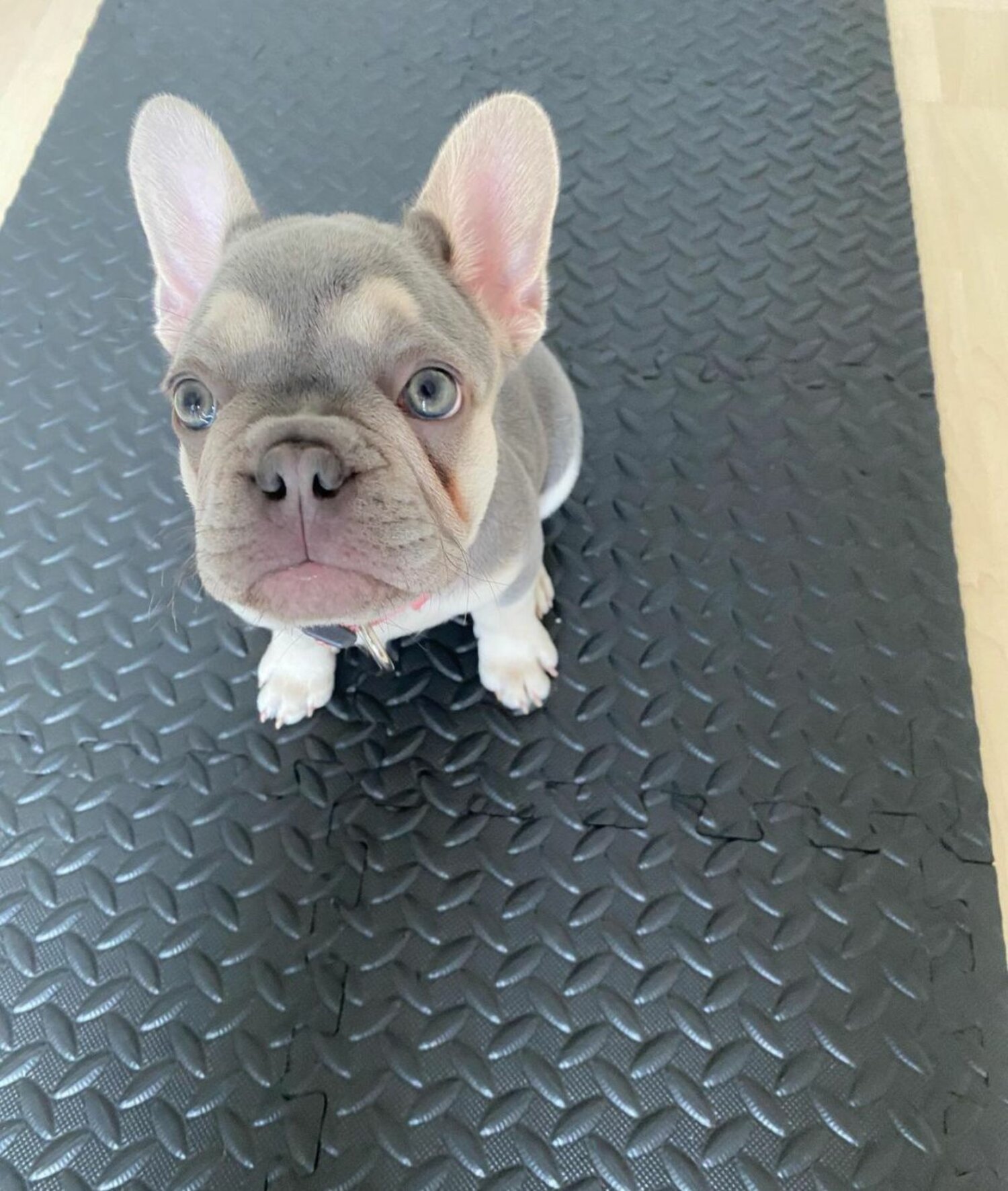 Healthy Stunning French Bulldog Pups