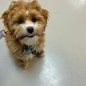 Cavoodle Puppy and Dogs  Free Adoption 24months  old -2