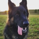 German Shepherd Male - Walter-2