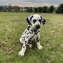 Dalmatian pups -5