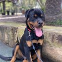 Purebred Rottweiler needs new home-3