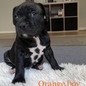 Purebred American Staffy puppies Amstaff puppy Staffordshire terrier-4