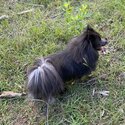 Rare blue and silver German spitz -0