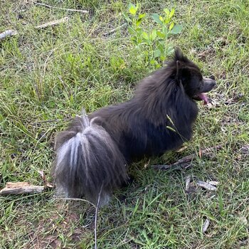 Rare blue and silver German spitz 