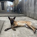 11 month old Belgian Malinois  - Han-2