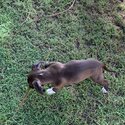 Staffy pup for sale -2