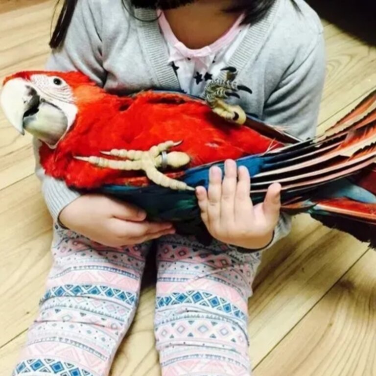 macaws hand reared and cuddly