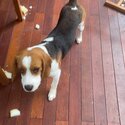 8 month old beagle boy -2